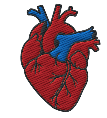 Anatomisch korrektes Herz